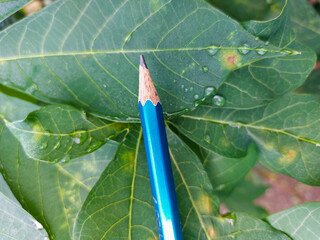 Sharpened wooden pencil on fresh cassava leaves