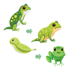 The metamorphosis of a frog is depicted in a sequence of stages, from tadpole to juvenile frog, against a white background.