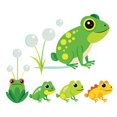 Obraz premium The metamorphosis of a frog is depicted in a sequence of stages, from tadpole to juvenile frog, against a white background.