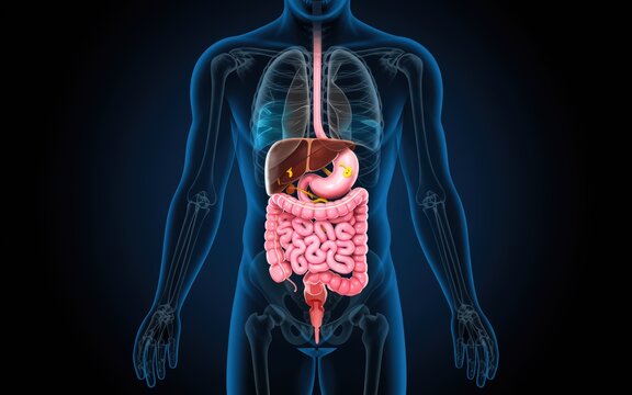Digital illustration of the human digestive system.