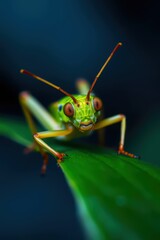 Fototapeta premium Close-up of a vibrant green grasshopper on a leaf.