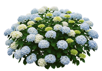 Hydrangea macrophylla Isolated on Transparent Background