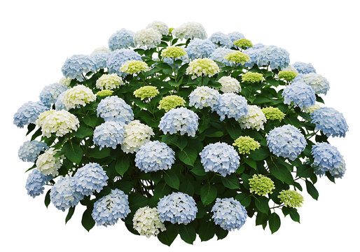Hydrangea macrophylla Isolated on Transparent Background