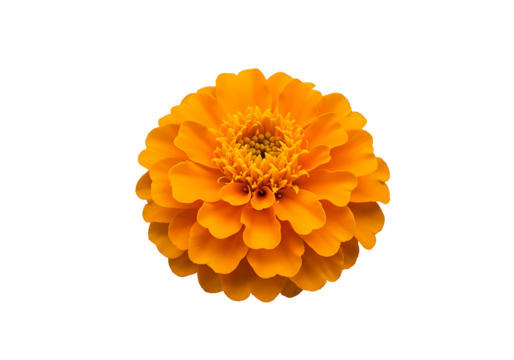 Festive Christmas Garland on Transparent Background