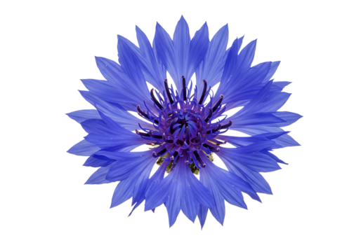 Cornflowers Isolated on Transparent Background