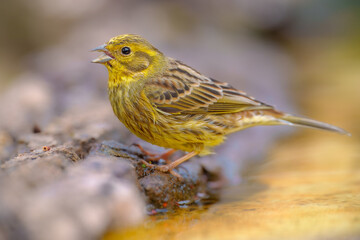 Yellowhammer, Emberiza citrinella,, close up portrait, bathing in a watering hole.  Best 4K resolution.