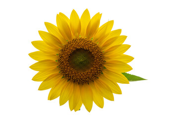 Fototapeta premium Bright Yellow Sunflower on Transparent Background