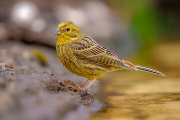 Yellowhammer, Emberiza citrinella,, close up portrait, bathing in a watering hole.  Best 4K resolution.