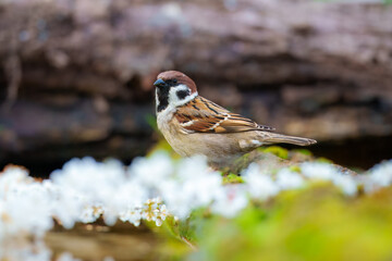 Eurasian tree sparrow (Passer montanus). The chestnut colored bird is one of the most common birds...