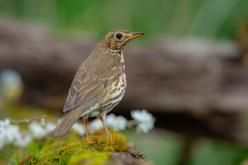 Song thrush (Turdus philomelos),  taking a bath in the bird feeder. Best 4K resolution, close up portrait.