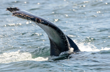 Obraz premium A majestic humpback whale breaches the surface of Monterey Bay, California, displaying its massive body against the backdrop of the open ocean. Water cascades off its back as it propels upwards