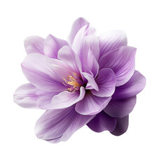Purple flower isolated on a black background showcasing natural beauty and vibrant color contrast isolated on a white background,