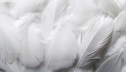 White feathers, down feathers, background, chicken, bird feathers 