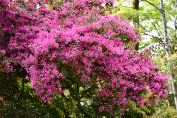 ベニバナトキワマンサク