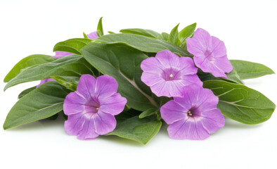 Pretty purple flowers and leaves