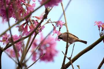 Eurasian tree sparrow (Passer montanus) in rosy trumpet tree (Tabebuia rosea) blooming in Hong Kong...