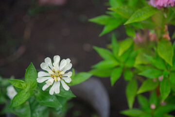 Close-up image of vibrant white summer flowering Zinnia flowers in soft sunshine. White Zinnia elegans flowers bloom amidst a backdrop of soft, blurry green foliage