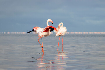 Wild african birds. Two Great african flamingos  walking around the blue lagoon against bright sky
