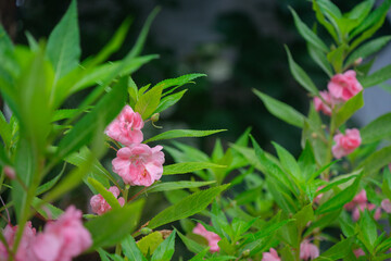 Beautiful pink flowers of Impatiens balsamina in the garden. Flower Impatiens Balsamina,Commonly known as balsam,Rose balsam,Touch-me-not or spotted snapweed,Latvia. 