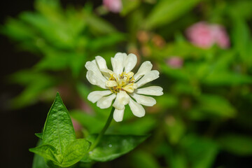 Close-up image of vibrant white summer flowering Zinnia flowers in soft sunshine. White Zinnia elegans flowers bloom amidst a backdrop of soft, blurry green foliage