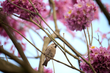 Eurasian tree sparrow (Passer montanus) in rosy trumpet tree (Tabebuia rosea) blooming in Hong Kong...