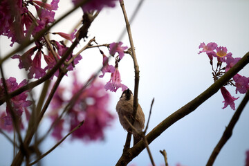 Eurasian tree sparrow (Passer montanus) in rosy trumpet tree (Tabebuia rosea) blooming in Hong Kong at spring
