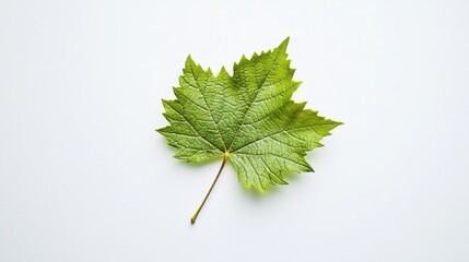 Fototapeta premium A single vibrant grape leaf gently placed on a clean white background, showcasing its rich green color and delicate veins.
