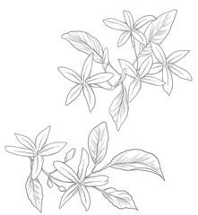 Elegant hand-drawn jasmine flower sketch, perfect for floral designs, fragrance branding, or nature-inspired projects.	