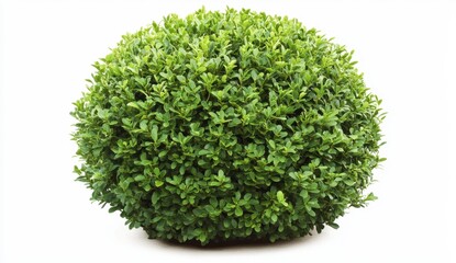 Lush Green Round Shrub Ideal for Landscaping and Garden Design