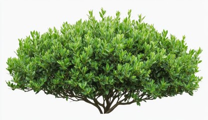 Obraz premium Lush Green Foliage of a Vibrant Shrub Against a Plain Background