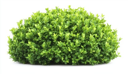 Obraz premium Lush Green Shrub with Vibrant Foliage on White Background