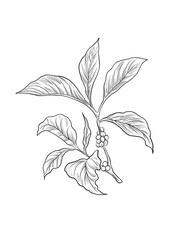 Hand-drawn coffee plant sketch featuring detailed leaves and berries, ideal for botanical designs or coffee-related themes.	