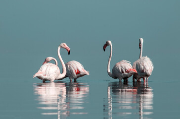 African wild birds. A flock of great flamingos on the blue lagoon against the bright sky
