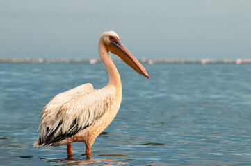 African wild birds. A lone Great pelican on a blue lagoon on a sunny day