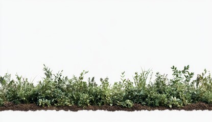 Lush Green Plants on Soil with Minimalist White Background