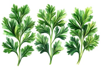 Fototapeta premium Three Sprigs of Fresh Green Parsley Watercolor Painting