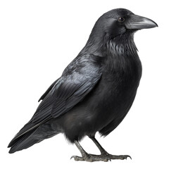 Fototapeta premium A black bird perched on a dark object