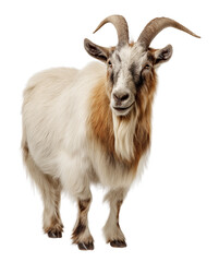 A Majestic Goat with Long Curved Horns