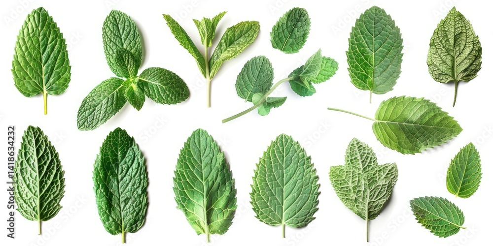 Poster tropical leaves frame with mint green with white background. macro photography of green leaves place