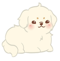 Fluffy Maltese dog laying down with rosy cheeks and a sweet gentle smile.