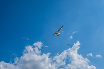 white cumulus clouds in blue sky