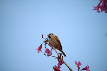 Eurasian tree sparrow (Passer montanus) in rosy trumpet tree (Tabebuia rosea) blooming in Hong Kong...