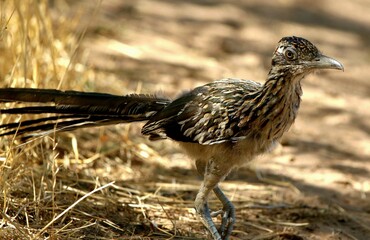 Roadrunner in the Desert 