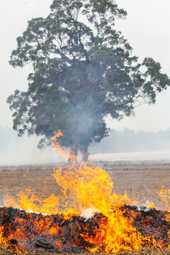 Flames in front of gum trees on a farm