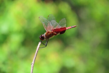 Burgundy marsh glider dragonfly (Trithemis aurora) on a branch on natural green background 