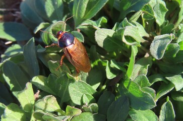 American cockroach on plant background in Florida wild, closeup