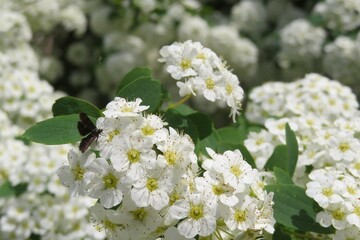 Spirea flowers blooming in the garden in spring, closeup