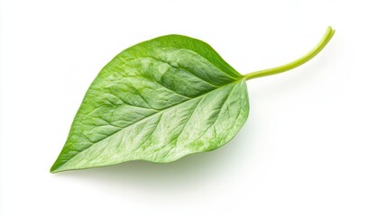 Obraz premium Close-up of a vibrant green leaf against a plain white background.