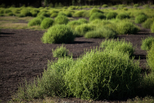 Black roly poly bushy plants growing in paddock