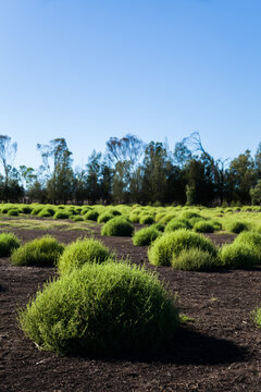 Black roly poly bushy plants growing in paddock